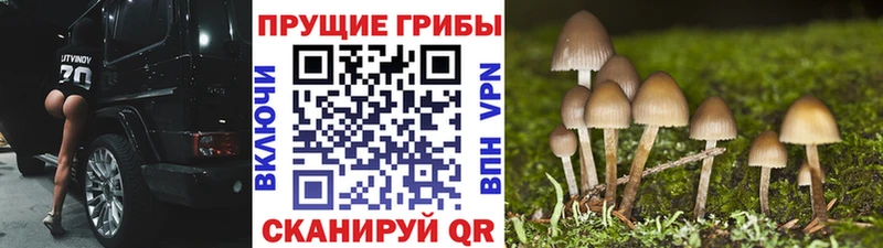как найти закладки  kraken онион  Галлюциногенные грибы прущие грибы  Микунь 